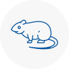 Rat Control Kenton